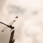 Thumbnail of post image 062